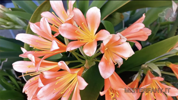 Home 14 box fiori mister fany