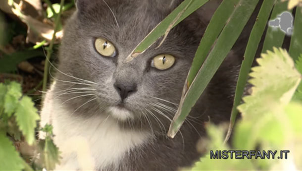 Home 12 box gatti mister fany