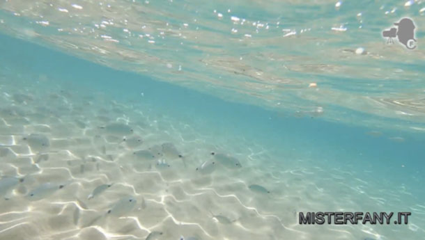 Home 13 box mare mister fany